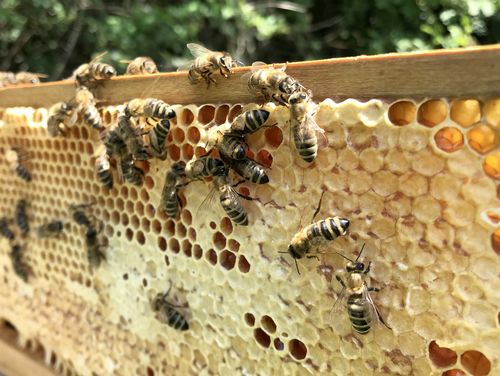 [Translate to Englisch:] Bienen auf Honigwaben