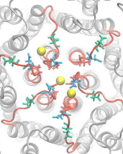 Die Aminosäuren des Immunproteins (in rot, blau und grün hervorgehoben) binden 3 Kalzium-Ionen (gelbe Bälle).