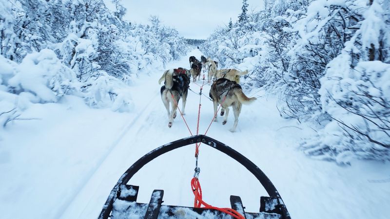 "Hundeschlittenfahrt durch das schwedische Lappland" (Kiruna, Schweden)
