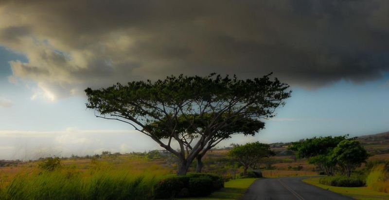 2011: "Not Africa!" (Maui, Hawaii, USA), 2. Preis Work Abroad Photo Contest