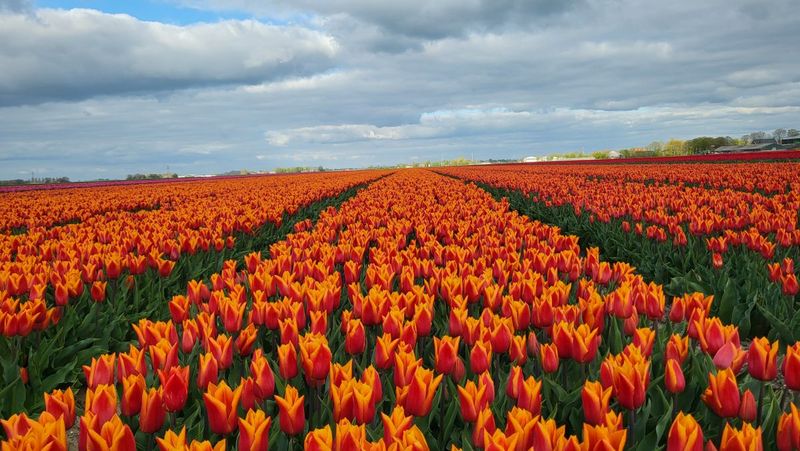 The Obligatory Tulip Photo (Emmeloord, Niederlande)
