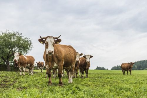 Kühe in Biohaltung, Credit: Sonnberg/Transgourmet