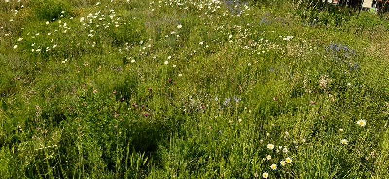 Flower Meadow at the JKU Science Park