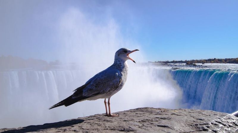 2017: "Angry Bird" (Niagara Falls, Kanada), 2. Preis Kategorie "Stadt, Land, Fluss"