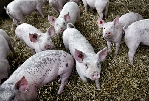 Schweine in Biohaltung, Credit: Sonnberg/Transgourmet