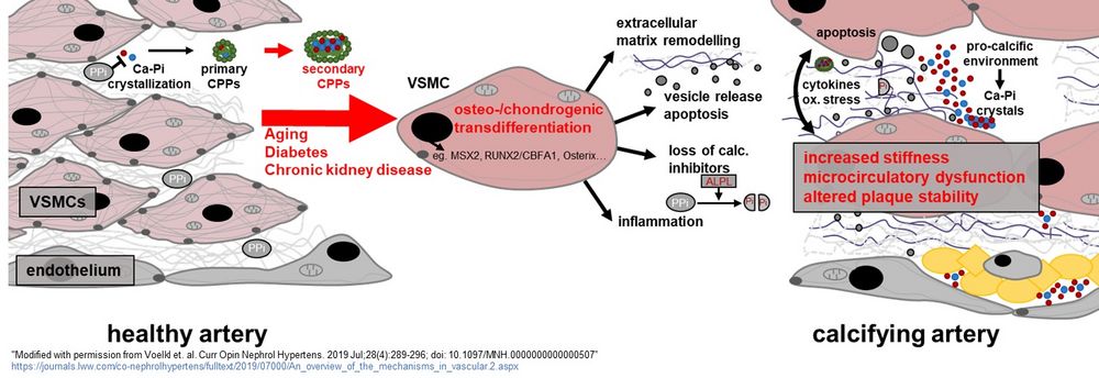 Vascular smooth muscle cells during physiological conditions and calcifying conditions as well as the putative sequelae.