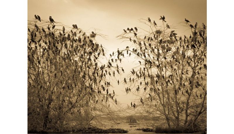 2013: "Birdmeeting" (Lake Naivasha, Kenia), 2. Preis Kategorie "Stadt, Land, Fluss"