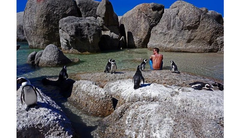 "Michael and his Friends" (Boulder's Beach, South Africa)