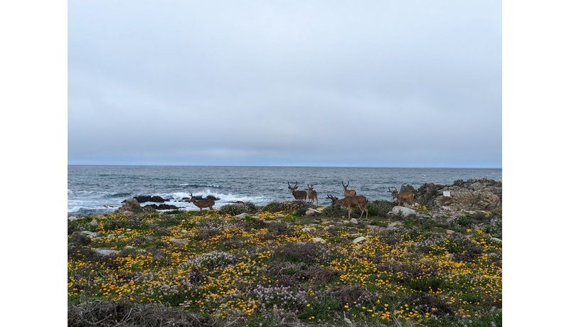 Deer on the Beach (Monterey, CA, USA)
