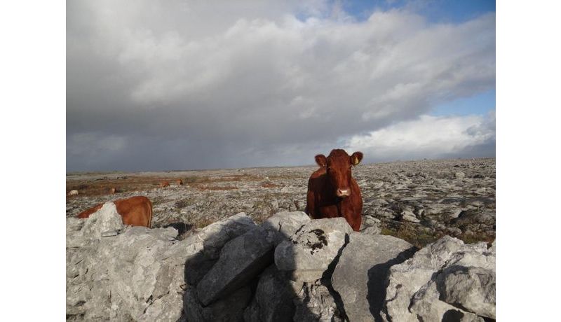 "Cows at the Burren" (The Burren, Ireland)

