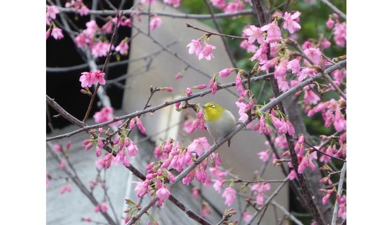 "Spring in Taiwan" (Taipeh, Taiwan)