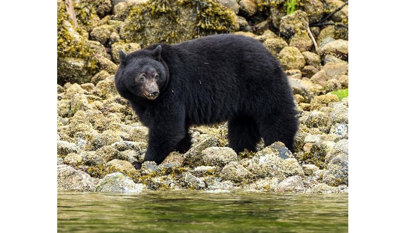 "Black Bear in Canadian Wildlife" (Vancouver Island, Canada)