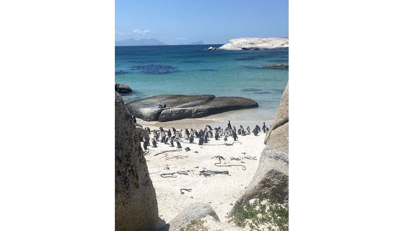 Penguins (Boulders Beach, Kapstadt, Südafrika)
