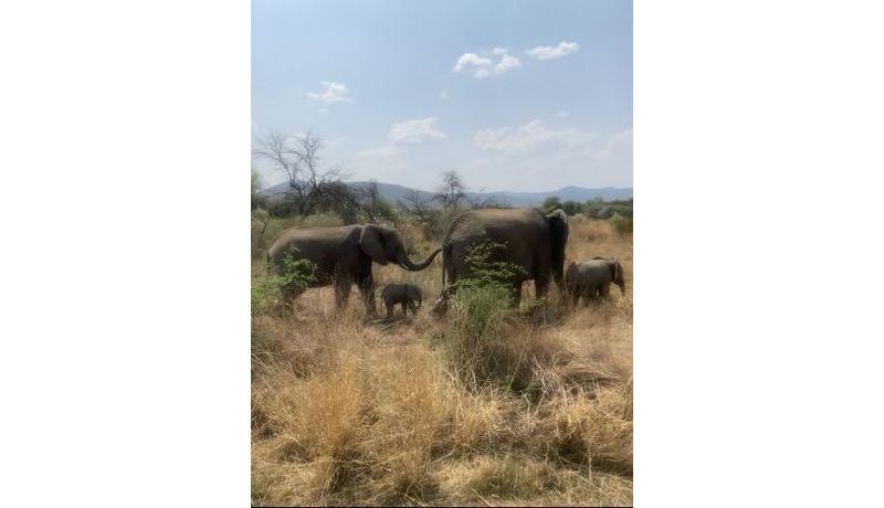 Elephant Family (Pilanesberg Nationalpark, Südafrika)

