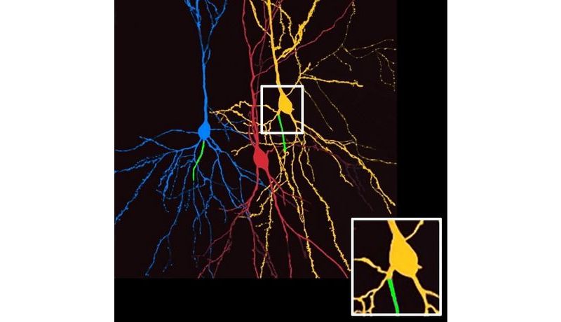 Drei gefärbte Nervenzellen im Hippocampus. Die blaue Zelle entspricht dem typischen Bauplan einer Pyramidenzelle: Der Zellkörper ist rundlich, die Dendriten zweigen nach oben und unten von der Zelle ab. Das Axon, hier mit einem Antikörper grün markiert, entspringt direkt am Zellkörper. Die gelbe Zelle weicht von diesem Bauplan ab: ihr Axon (grün) hängt an einem vom Zellkörper abgezweigten Dendriten (s. Vergrößerung im Kasten). Dadurch umgeht sie effektiv die Hemmung am Zellkörper, die durch sog. Interneurone direkt vermittelt wird (rote Zelle).
Aufnahme: Tina Sackmann, Martin Both; Bearbeitung: Maren Engelhardt (Credit: JKU)