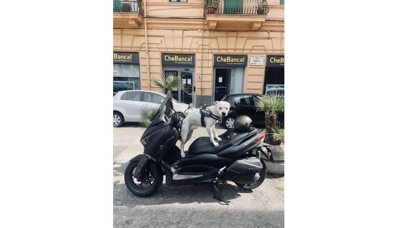 King of the Scooter (Neapel, Italien)