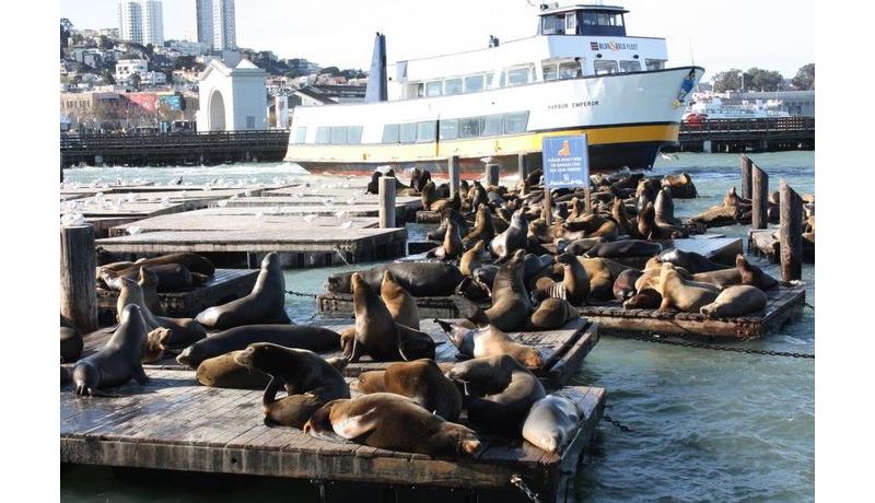 "Seelöwen an Pier 39" (San Francisco, USA)