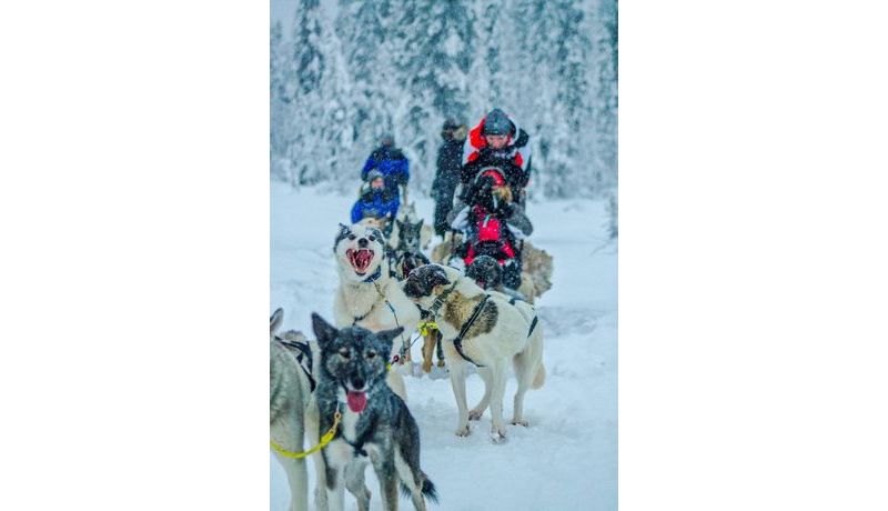 "Dog Sledding in Swedish Lapland 1" (Schweden)