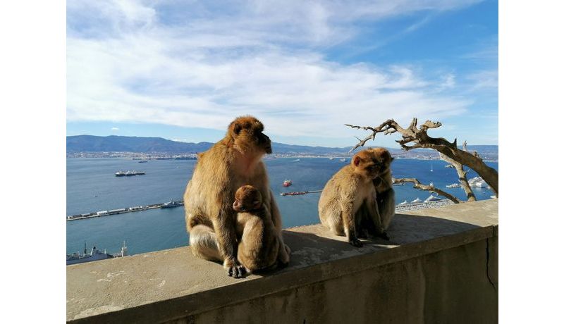 Cheeky Little Monkeys (Gibraltar)
