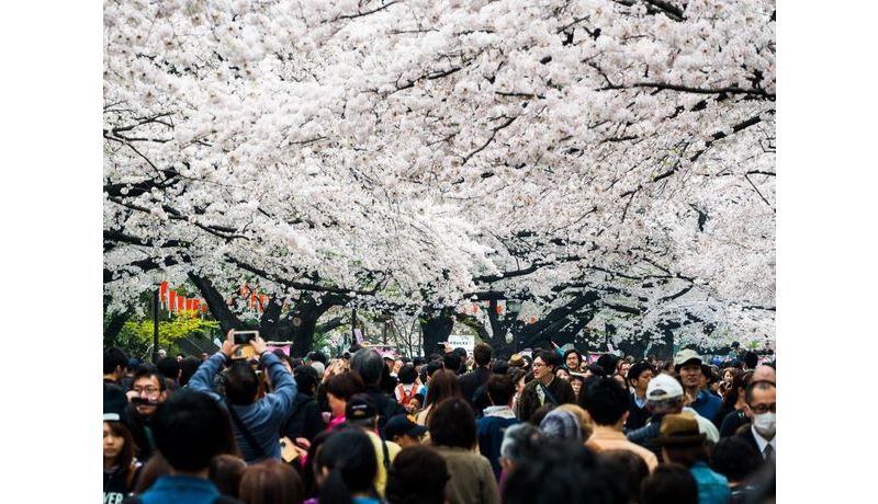 "Die Zeit der Kirschblüte" (Tokyo, Japan)

