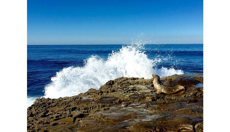 "Bragging poser-seal in San Diego" (Kalifornien, USA)
