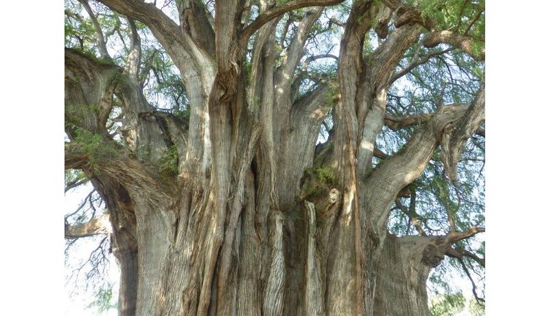 "2000-Jahre-Baum" (Oaxaca, Mexiko)