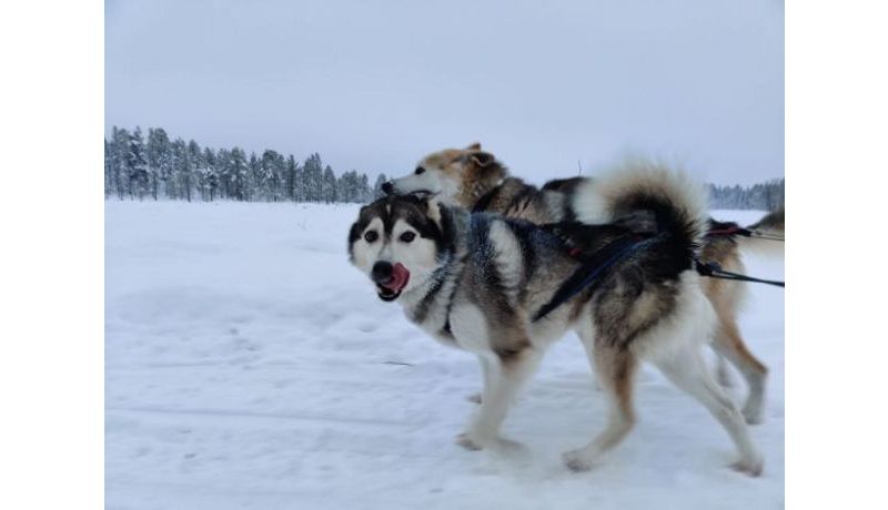 Huskys in Action (Lappland, Finnland)
