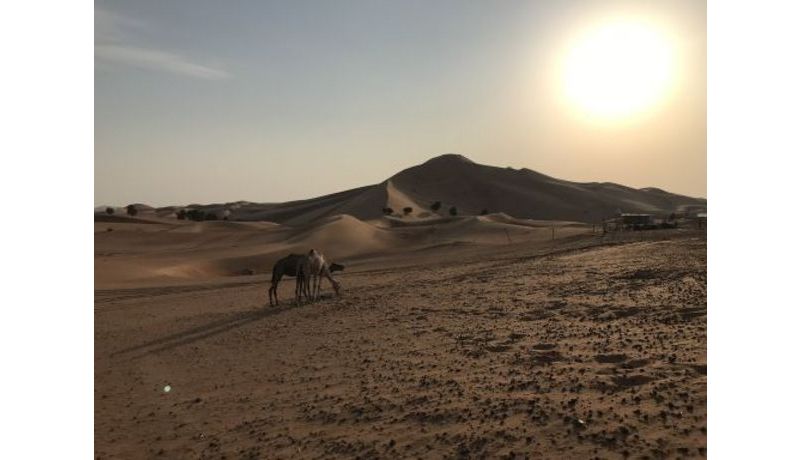 "Wüstenblume" (Abu Dhabi Desert, VAE)

